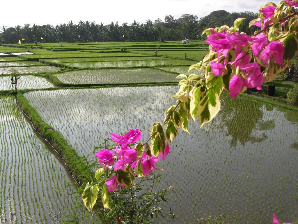 Green Field Hotel And Restaurant Ubud  Exterior photo